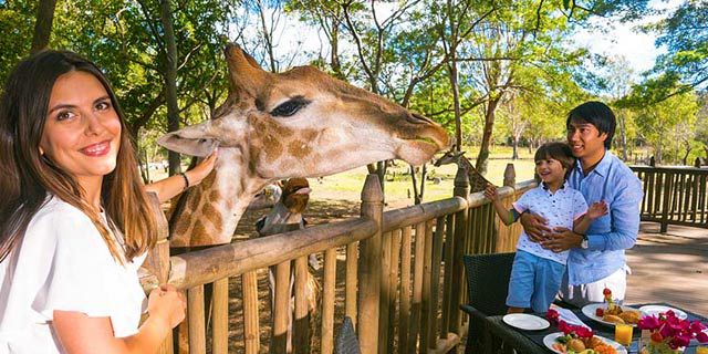 Breakfast giraffes casela nature parks (2)